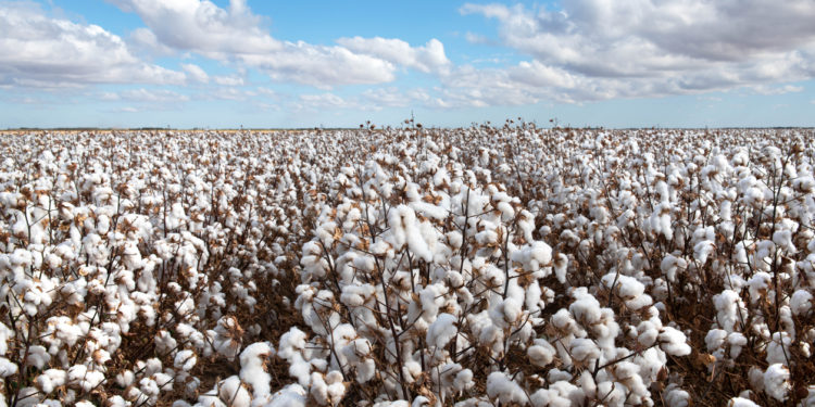 Cotton