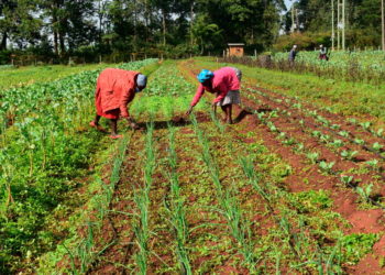 Farmers ploughing their land