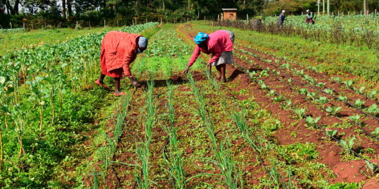 Farmers ploughing their land