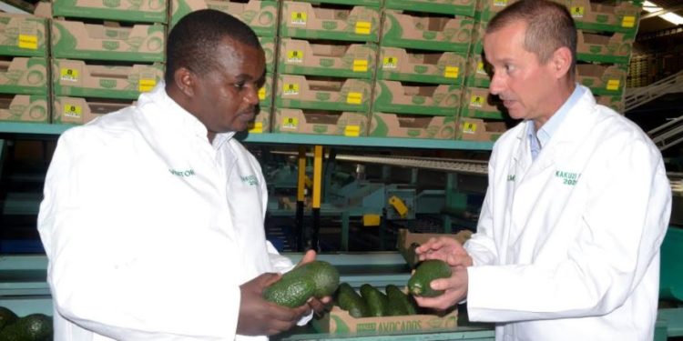 KEPHIS Phytosanitary General Manager Dr Isaac Macharia confers with Kakuzi Plc Managing Director Chris Flowers