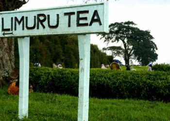 Limuru Tea