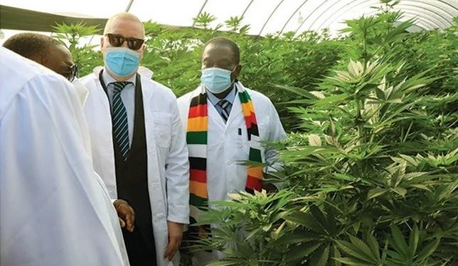 President Emmerson Mnangagwa commissions U.S.$27 million Swiss medicinal cannabis farm and processing plant