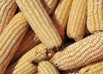 Maize