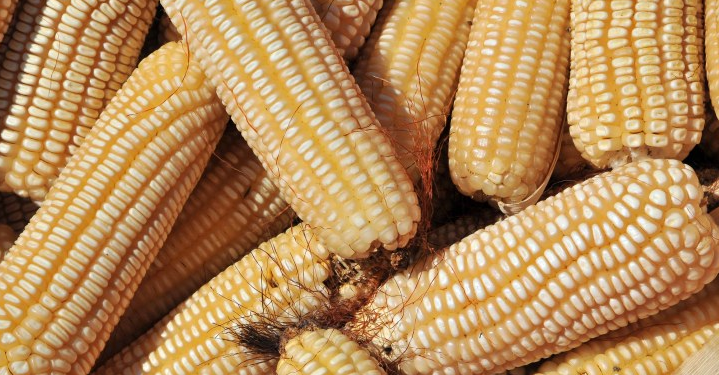 Maize