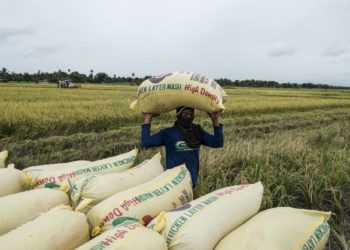 Farmers harvesting Rice.