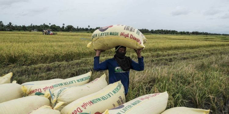 Farmers harvesting Rice.