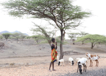 13-year-old Imana from a village in Turkana looks after the little that’s left of her family’s livestock. She was forced to drop out of school in 2020 due to the drought, to help herd livestock while her parents search for food and water for the rest of the family.