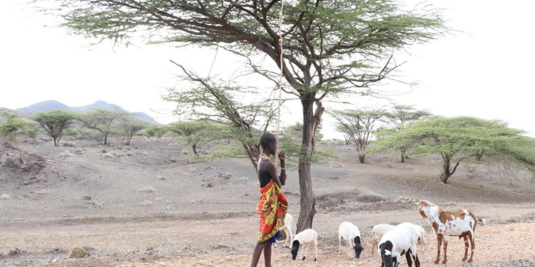 13-year-old Imana from a village in Turkana looks after the little that’s left of her family’s livestock. She was forced to drop out of school in 2020 due to the drought, to help herd livestock while her parents search for food and water for the rest of the family.